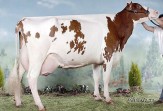 Promoción Red Holstein