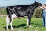 Holstein Embryos Promotion